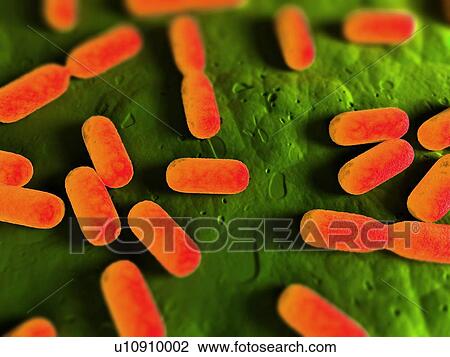Stock Image - Dividing bacteria, computer artwork.. Fotosearch