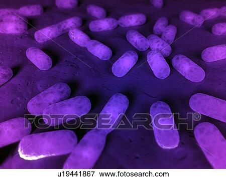 Dividing bacteria, computer artwork. View Large Photo Image Stock Photo - Dividing bacteria, computer artwork.. Fotosearch