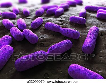 Dividing bacteria, computer artwork. View Large Photo Image Stock Photo - Dividing bacteria, computer artwork.. Fotosearch