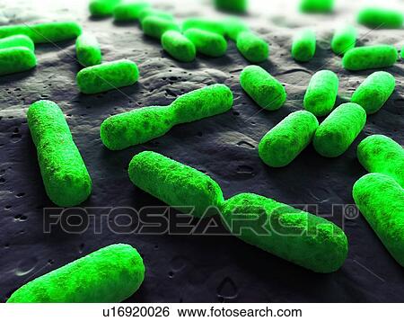 Dividing bacteria, computer artwork. View Large Photo Image Stock Photograph - Dividing bacteria, computer artwork.. Fotosearch