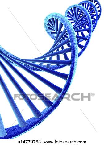 Stock Image - DNA, computer artwork. DNA (deoxyribonucleic acid) consists of two strands (thicker lines) of sugar phosphates forming a double helix. Stretched between these are the nucleotide bases (thinner lines), consisting of guanine, cytosine, thymine and adenine. . Fotosearch