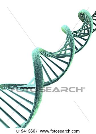 DNA, computer artwork. DNA (deoxyribonucleic acid) consists of two strands (thicker lines) of sugar phosphates forming a double helix. Stretched between these are the nucleotide bases (thinner lines), consisting of guanine, cytosine, thymine and adenine. View Large Photo Image Stock Photo - DNA, computer artwork. DNA (deoxyribonucleic acid) consists of two strands (thicker lines) of sugar phosphates forming a double helix. Stretched between these are the nucleotide bases (thinner lines), consisting of guanine, cytosine, thymine and adenine. . Fotosearch