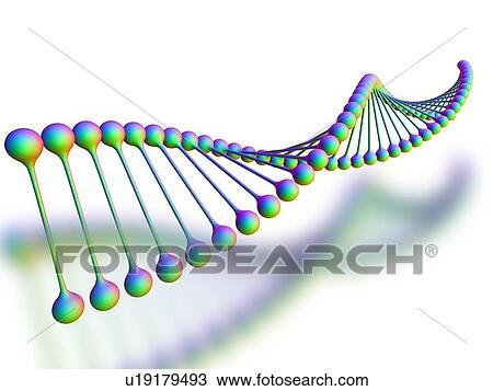 Stock Image - DNA molecule, computer artwork. DNA (deoxyribonucleic acid) is composed of two strands twisted into a double helix. DNA contains sections called genes, which encode the body's genetic information.. Fotosearch