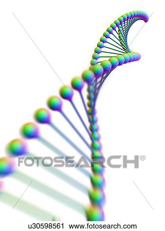 DNA molecule, computer artwork. DNA (deoxyribonucleic acid) is composed of two strands twisted into a double helix. DNA contains sections called genes, which encode the body's genetic information. View Large Photo Image Stock Image - DNA molecule, computer artwork. DNA (deoxyribonucleic acid) is composed of two strands twisted into a double helix. DNA contains sections called genes, which encode the body's genetic information.. Fotosearch