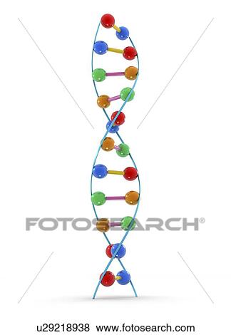 Stock Photo - DNA molecule, computer artwork. DNA (deoxyribonucleic acid) is composed of two strands twisted into a double helix. DNA contains sections called genes, which encode the body's genetic information.. Fotosearch