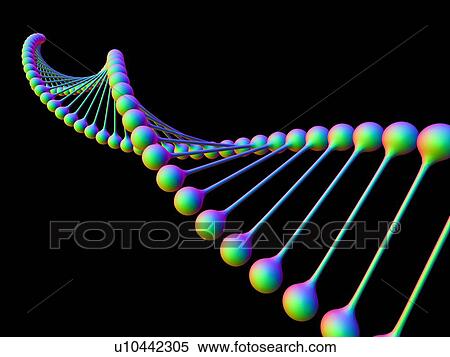 Stock Photography - DNA molecule, computer artwork. DNA (deoxyribonucleic acid) is composed of two strands twisted into a double helix. DNA contains sections called genes, which encode the body's genetic information.. Fotosearch