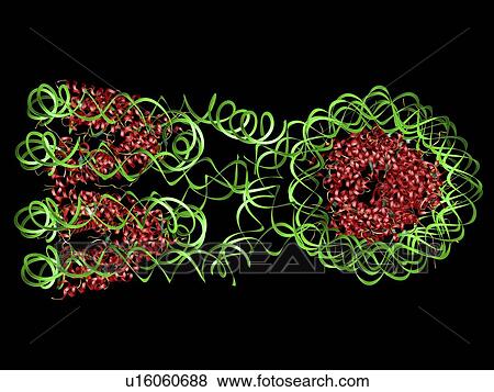 Stock Photo - DNA nucleosomes. Molecular model of four DNA (deoxyribonucleic acid) nucleosomes, known as a tetranucleosome. Nucleosomes are the fundamental repeating units used to package DNA inside cell nuclei.. Fotosearch