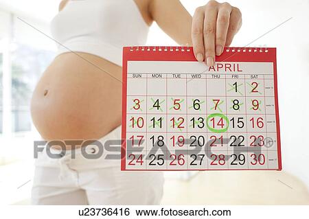 Due date. Pregnant woman holding a calendar. View Large Photo Image Stock Photograph - Due date. Pregnant woman holding a calendar.. Fotosearch