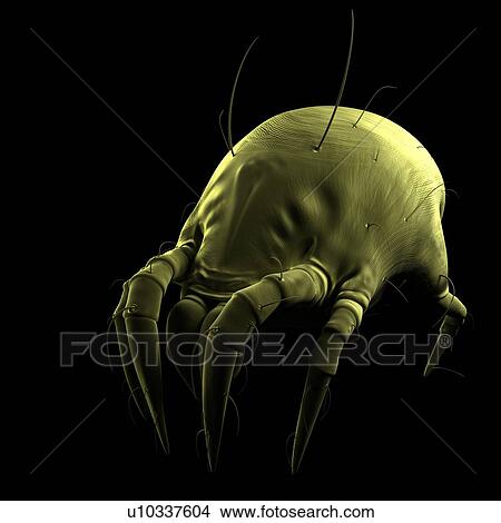 Picture - Dust mite. Computer artwork of a house dust mite (Dermatophagoides pteronyssinus).. Fotosearch