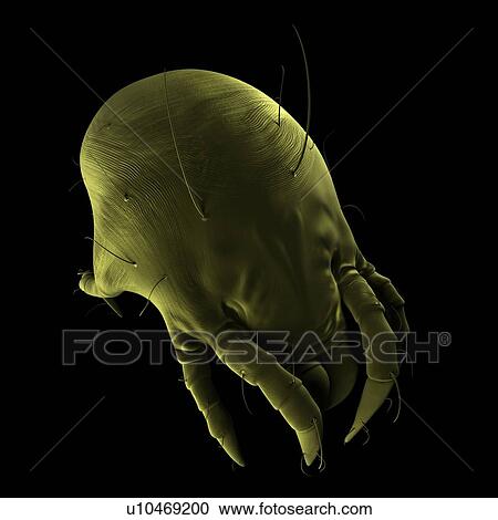 Dust mite. Computer artwork of a house dust mite (Dermatophagoides pteronyssinus). View Large Photo Image Stock Image - Dust mite. Computer artwork of a house dust mite (Dermatophagoides pteronyssinus).. Fotosearch