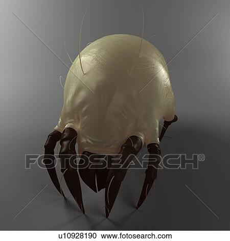 Stock Image - Dust mite. Computer artwork of a house dust mite (Dermatophagoides pteronyssinus).. Fotosearch