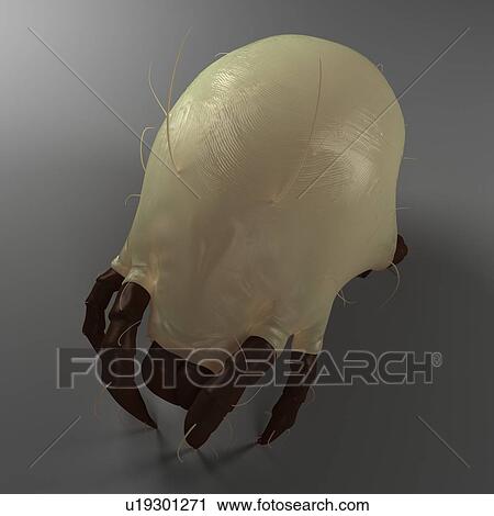 Dust mite. Computer artwork of a house dust mite (Dermatophagoides pteronyssinus). View Large Photo Image Stock Image - Dust mite. Computer artwork of a house dust mite (Dermatophagoides pteronyssinus).. Fotosearch