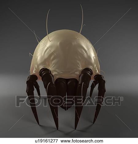 Dust mite. Computer artwork of a house dust mite (Dermatophagoides pteronyssinus). View Large Photo Image Stock Photo - Dust mite. Computer artwork of a house dust mite (Dermatophagoides pteronyssinus).. Fotosearch