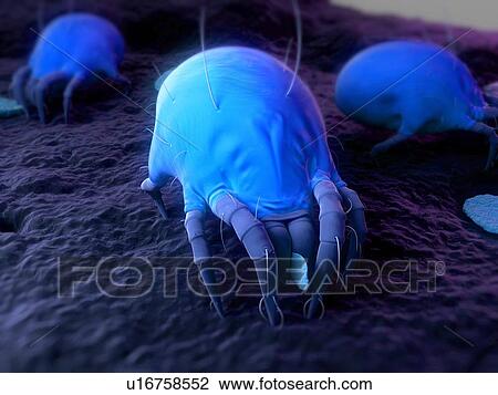 Stock Image - Dust mites. Computer artwork of house dust mites (Dermatophagoides pteronyssinus).. Fotosearch