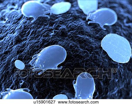Dust mites. Computer artwork of house dust mites (Dermatophagoides pteronyssinus). View Large Photo Image Stock Photo - Dust mites. Computer artwork of house dust mites (Dermatophagoides pteronyssinus).. Fotosearch