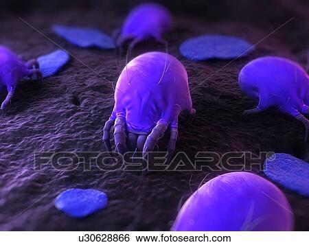 Dust mites. Computer artwork of house dust mites (Dermatophagoides pteronyssinus). View Large Photo Image Stock Photograph - Dust mites. Computer artwork of house dust mites (Dermatophagoides pteronyssinus).. Fotosearch