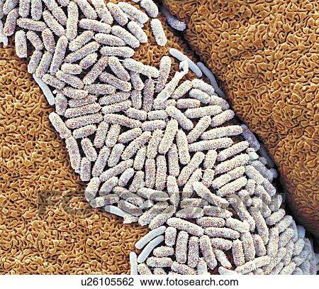Stock Image - E. coli bacteria. Coloured scanning electron micrograph (SEM) of Escherichia coli bacteria (white) on a gecko's tongue. Magnification: x8000 when printed at 10 centimetres wide.. Fotosearch