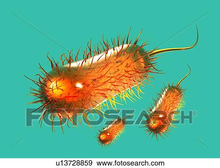 Stock Photo - E. coli bacteria, computer artwork.. Fotosearch