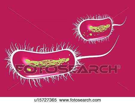 E. coli bacteria, computer artwork. View Large Photo Image Stock Photography - E. coli bacteria, computer artwork.. Fotosearch