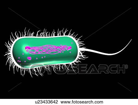 Stock Image - E. coli bacterium, computer artwork.. Fotosearch