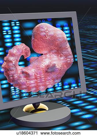 Stock Image - Embryonic screening, conceptual computer artwork.. Fotosearch