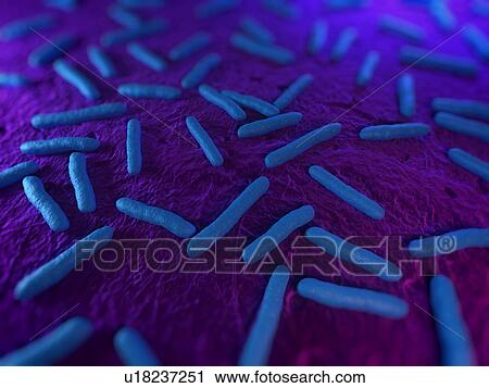 Escherichia coli bacteria, computer artwork. View Large Photo Image Stock Image - Escherichia coli bacteria, computer artwork.. Fotosearch