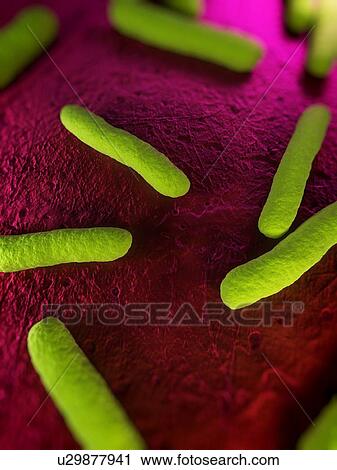 Escherichia coli bacteria, computer artwork. View Large Photo Image Stock Image - Escherichia coli bacteria, computer artwork.. Fotosearch