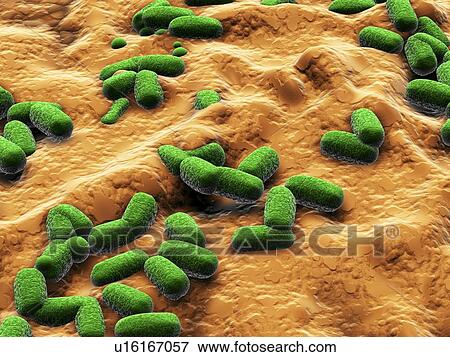 Stock Photo - Escherichia coli bacteria, computer artwork. E. coli bacteria are a normal part of the intestinal flora in humans and other animals, where they aid digestion. However, some strains, for instance enterohaemorrhagic E. coli (EHEC), can produce a toxin (Shig. Fotosearch