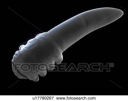 Stock Photo - Eyelash mite (Demodex sp. ), computer artwork.. Fotosearch