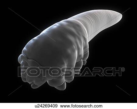 Eyelash mite (Demodex sp. ), computer artwork. View Large Photo Image Stock Photo - Eyelash mite (Demodex sp. ), computer artwork.. Fotosearch