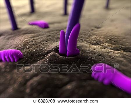 Stock Photo - Eyelash mites (Demodex sp. ), computer artwork.. Fotosearch