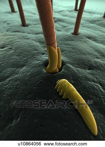 Stock Photograph - Eyelash mites (Demodex sp. ), computer artwork.. Fotosearch