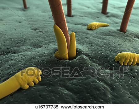 Stock Photography - Eyelash mites (Demodex sp. ), computer artwork.. Fotosearch