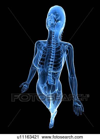 Stock Image - Female anatomy, computer artwork.. Fotosearch