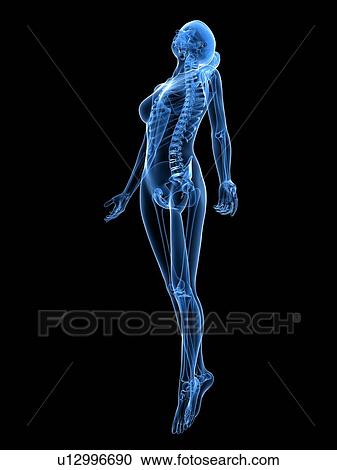 Female anatomy, computer artwork. View Large Photo Image Stock Image - Female anatomy, computer artwork.. Fotosearch