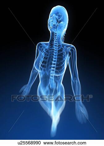 Stock Image - Female anatomy, computer artwork.. Fotosearch
