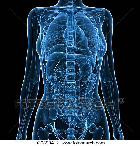 Female anatomy, computer artwork. View Large Photo Image Stock Image - Female anatomy, computer artwork.. Fotosearch