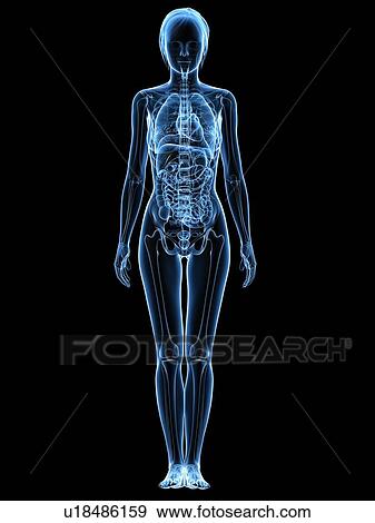 Stock Photo - Female anatomy, computer artwork.. Fotosearch