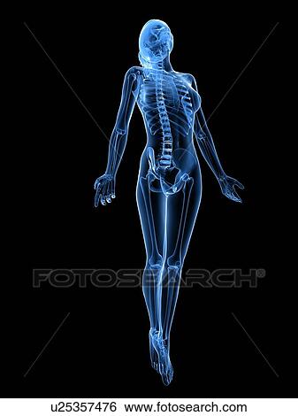 Stock Photograph - Female anatomy, computer artwork.. Fotosearch