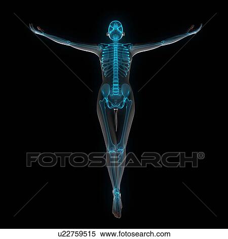 Female anatomy, computer artwork. View Large Photo Image Stock Photography - Female anatomy, computer artwork.. Fotosearch