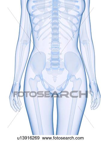 Stock Photo - Female pelvis, computer artwork.. Fotosearch