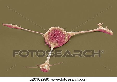 Stock Image - Fibroblast cell, coloured scanning electron micrograph (SEM). Fibroblasts are cells that give rise to connective tissue such as collagen, the main structural protein in the body. Magnification: x2000 when printed at 10 centimetres wide.. Fotosearch
