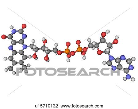Flavin adenine dinucleotide, molecular model. This coenzyme is an important intermediary in biological oxidations and reductions. Atoms are represented as spheres and are colour-coded: carbon (grey), hydrogen (white), oxygen (red), nitrogen (blue) and pho View Large Photo Image Stock Image - Flavin adenine dinucleotide, molecular model. This coenzyme is an important intermediary in biological oxidations and reductions. Atoms are represented as spheres and are colour-coded: carbon (grey), hydrogen (white), oxygen (red), nitrogen (blue) and pho. Fotosearch