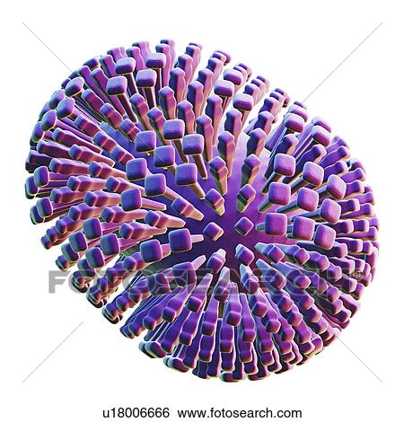 Stock Photograph - Flu virus, computer artwork.. Fotosearch