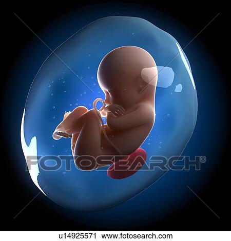 Foetus in the womb, computer artwork. View Large Photo Image Stock Image - Foetus in the womb, computer artwork.. Fotosearch