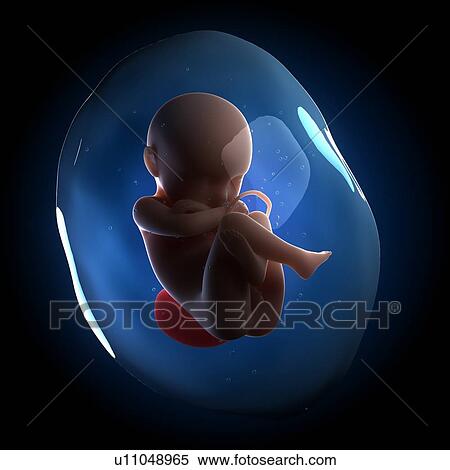 Stock Photography - Foetus in the womb, computer artwork.. Fotosearch