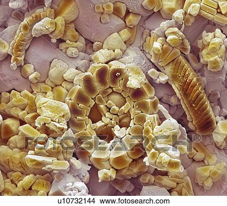 Picture - Fossil debris in chalk. Coloured scanning electron micrograph (SEM) of a fossilised fragment of a coccolithotrope skeleton.. Fotosearch