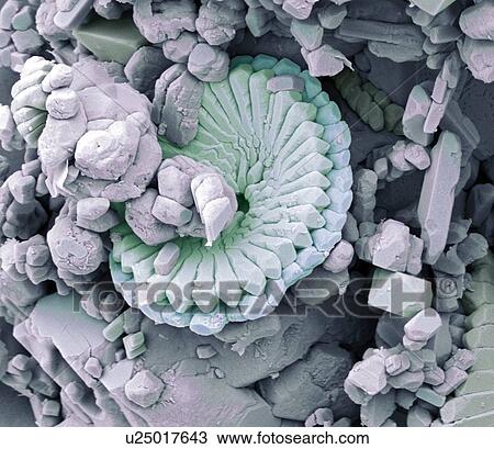 Fossil debris in chalk. Coloured scanning electron micrograph (SEM) of a fossilised fragment of a coccolithotrope skeleton. Magnification: x8000 when printed at 10 centimetres wide. View Large Photo Image Stock Image - Fossil debris in chalk. Coloured scanning electron micrograph (SEM) of a fossilised fragment of a coccolithotrope skeleton. Magnification: x8000 when printed at 10 centimetres wide.. Fotosearch