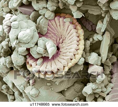 Fossil debris in chalk. Coloured scanning electron micrograph (SEM) of a fossilised fragment of a coccolithotrope skeleton. Magnification: x8000 when printed at 10 centimetres wide. View Large Photo Image Stock Photography - Fossil debris in chalk. Coloured scanning electron micrograph (SEM) of a fossilised fragment of a coccolithotrope skeleton. Magnification: x8000 when printed at 10 centimetres wide.. Fotosearch