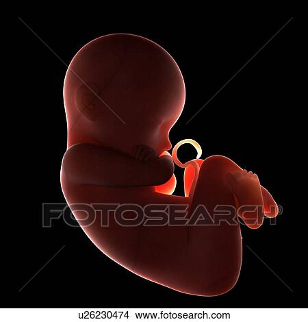 Picture - Full-term foetus, computer artwork.. Fotosearch
